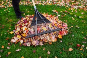 Leaf Cleanup