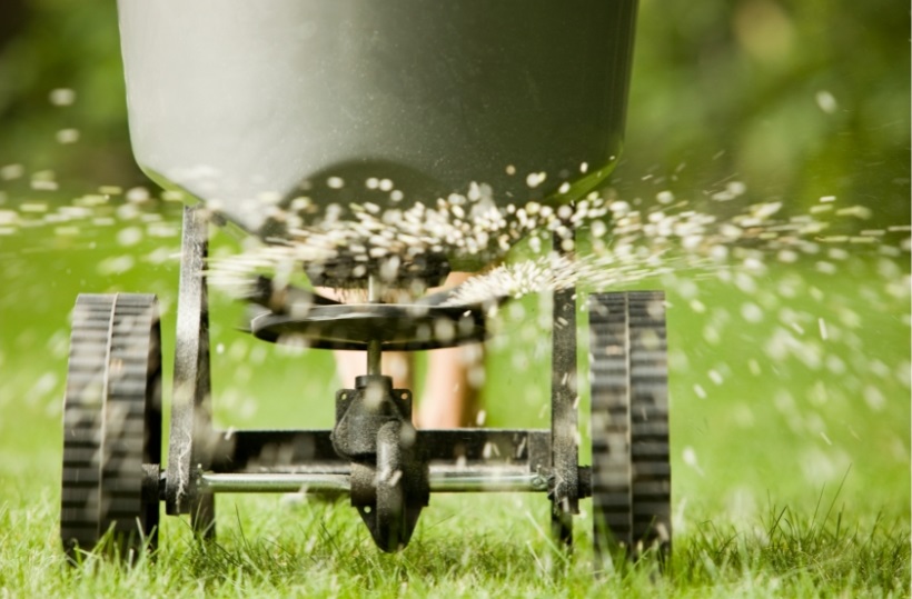 Fertilize and over seed lawn